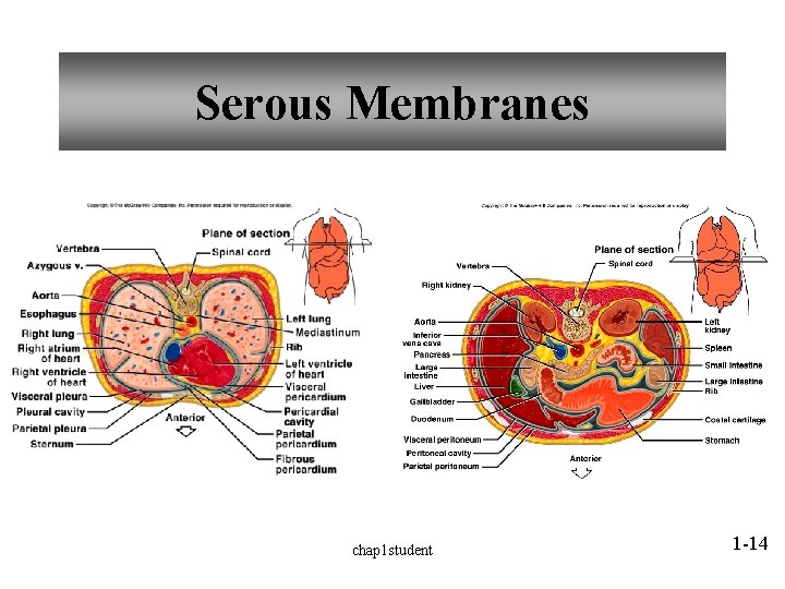 Serous Membranes chap 1 student 1 -14 Serous Membranes chap 1 student 1 -14