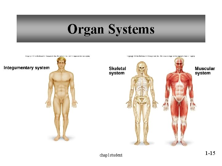 Organ Systems chap 1 student 1 -15 Organ Systems chap 1 student 1 -15