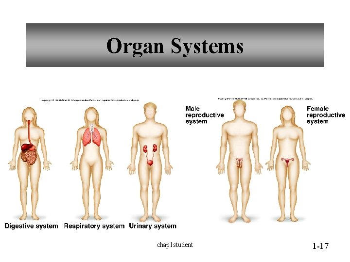 Organ Systems chap 1 student 1 -17 Organ Systems chap 1 student 1 -17