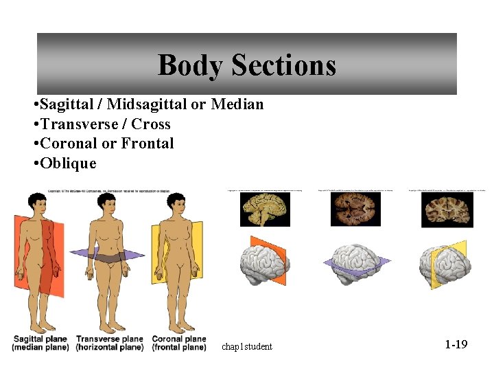 Body Sections • Sagittal / Midsagittal or Median • Transverse / Cross • Coronal Body Sections • Sagittal / Midsagittal or Median • Transverse / Cross • Coronal