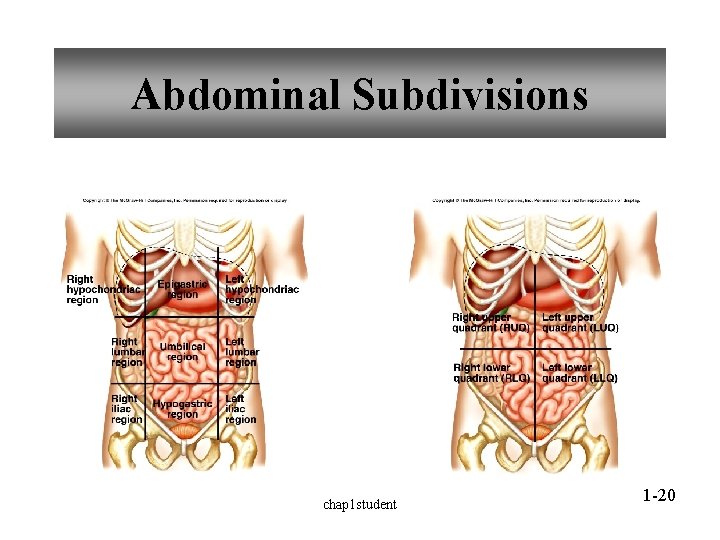 Abdominal Subdivisions chap 1 student 1 -20 Abdominal Subdivisions chap 1 student 1 -20