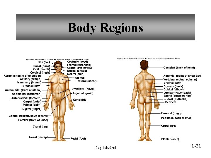 Body Regions chap 1 student 1 -21 Body Regions chap 1 student 1 -21