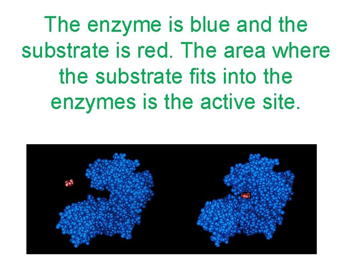 The enzyme is blue and the substrate is red. The area where the substrate