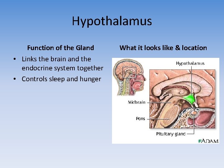 Hypothalamus Function of the Gland • Links the brain and the endocrine system together