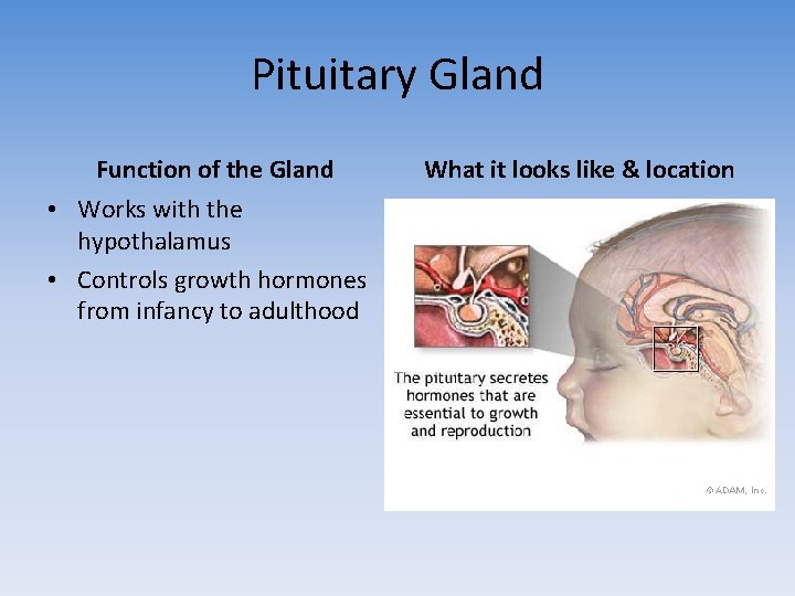 Pituitary Gland Function of the Gland • Works with the hypothalamus • Controls growth