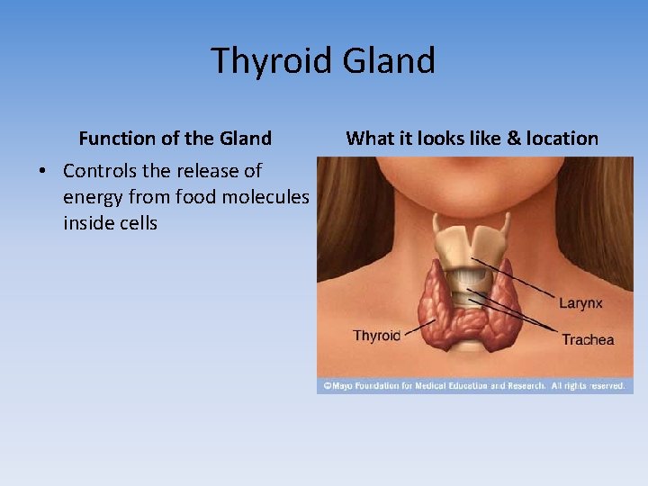 Thyroid Gland Function of the Gland • Controls the release of energy from food