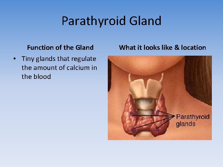 Parathyroid Gland Function of the Gland • Tiny glands that regulate the amount of
