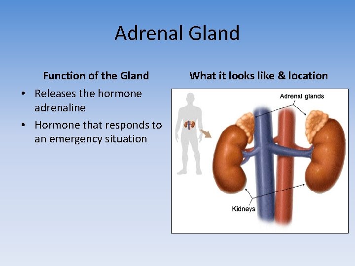 Adrenal Gland Function of the Gland • Releases the hormone adrenaline • Hormone that