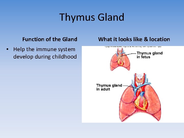 Thymus Gland Function of the Gland • Help the immune system develop during childhood