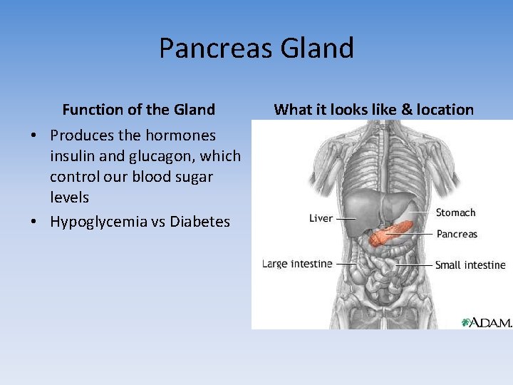 Pancreas Gland Function of the Gland • Produces the hormones insulin and glucagon, which