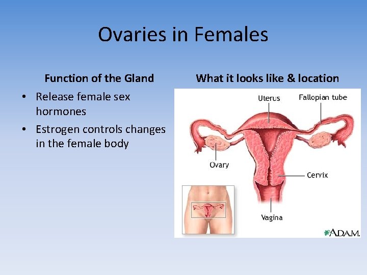Ovaries in Females Function of the Gland • Release female sex hormones • Estrogen