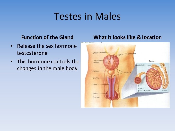 Testes in Males Function of the Gland • Release the sex hormone testosterone •