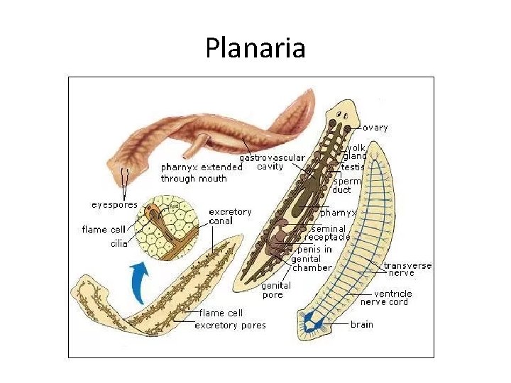 Planaria Examples Invertebrates Part 2 Worms and Mollusks WORMS Characteristics