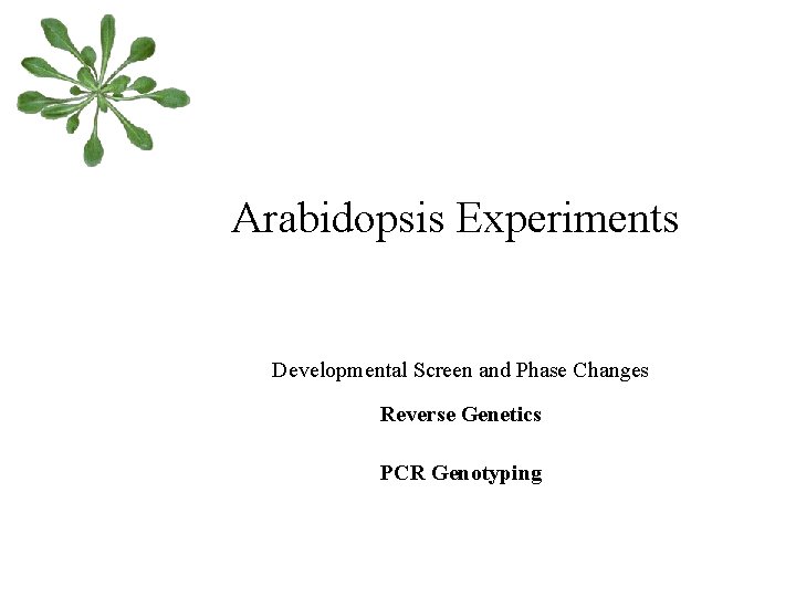 Arabidopsis Experiments Developmental Screen and Phase Changes Reverse Genetics PCR Genotyping 