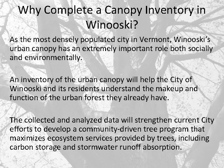 Why Complete a Canopy Inventory in Winooski? As the most densely populated city in