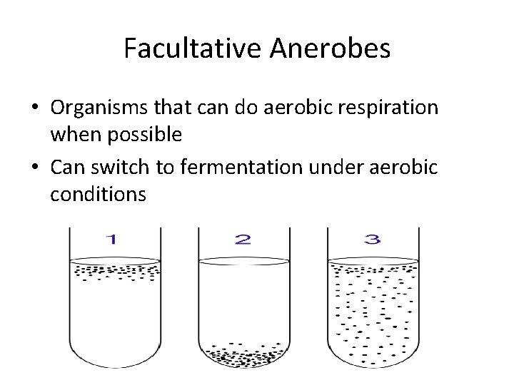 Facultative Anerobes • Organisms that can do aerobic respiration when possible • Can switch