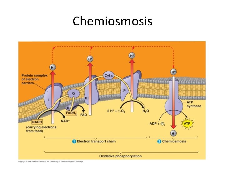 Chemiosmosis 