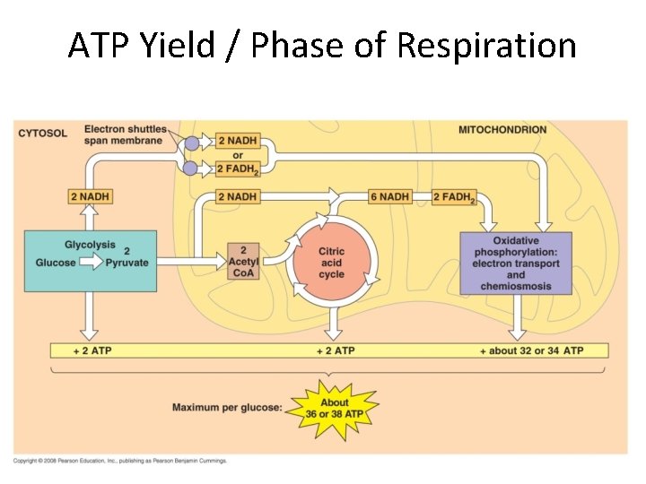 ATP Yield / Phase of Respiration 