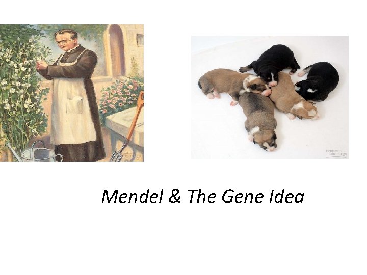 Mendel & The Gene Idea 