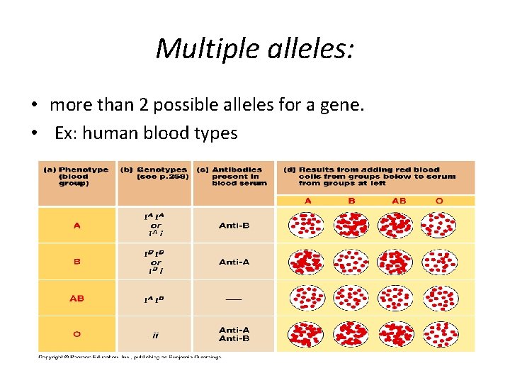 Multiple alleles: • more than 2 possible alleles for a gene. • Ex: human