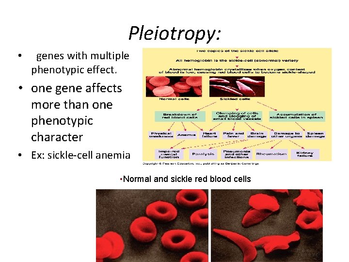 Pleiotropy: • genes with multiple phenotypic effect. • one gene affects more than one