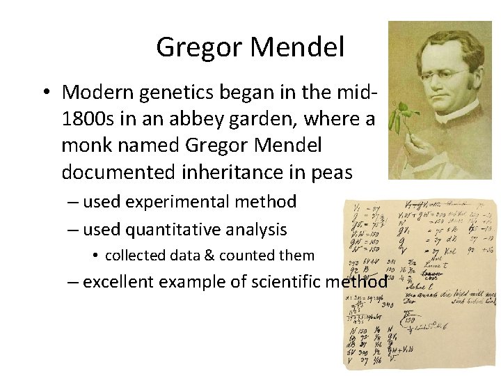 Gregor Mendel • Modern genetics began in the mid 1800 s in an abbey