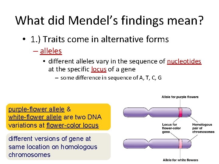 What did Mendel’s findings mean? • 1. ) Traits come in alternative forms –