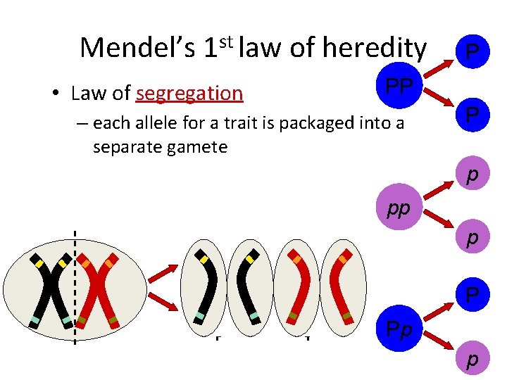 Mendel’s 1 st law of heredity • Law of segregation P PP – each