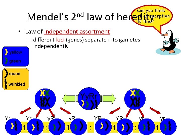 Can you think of an exception to this? Mendel’s 2 nd law of heredity