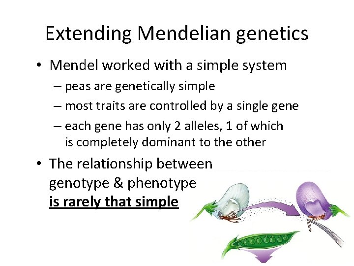 Extending Mendelian genetics • Mendel worked with a simple system – peas are genetically