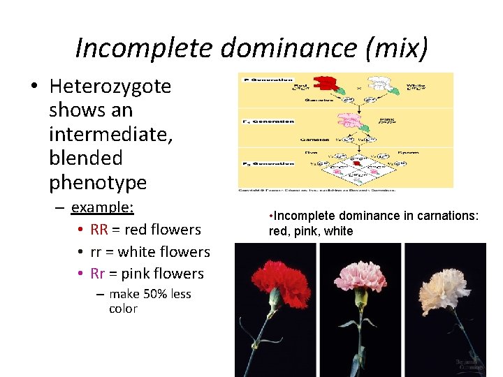 Incomplete dominance (mix) • Heterozygote shows an intermediate, blended phenotype – example: • RR
