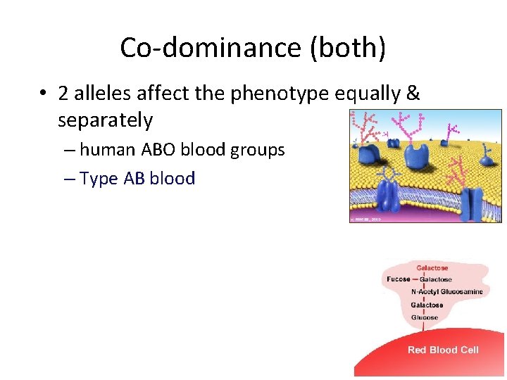 Co-dominance (both) • 2 alleles affect the phenotype equally & separately – human ABO