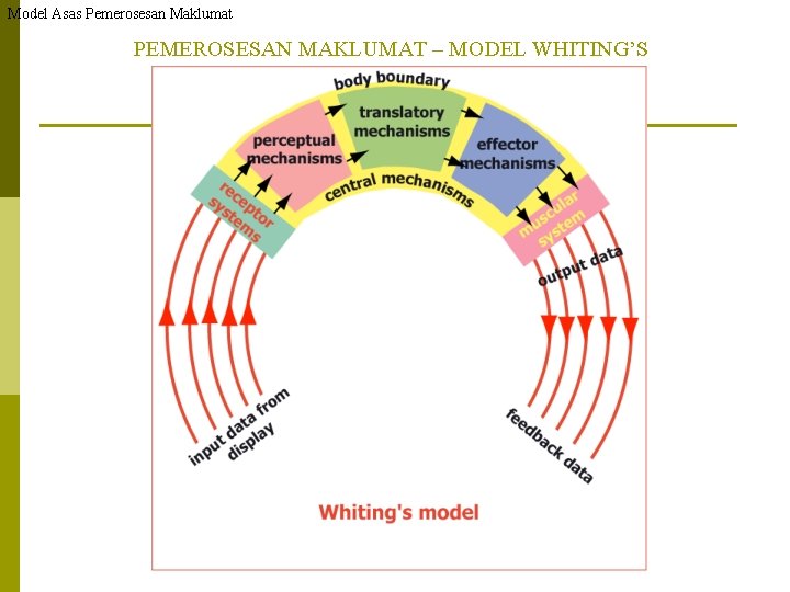 Model Asas Pemerosesan Maklumat PEMEROSESAN MAKLUMAT – MODEL WHITING’S 