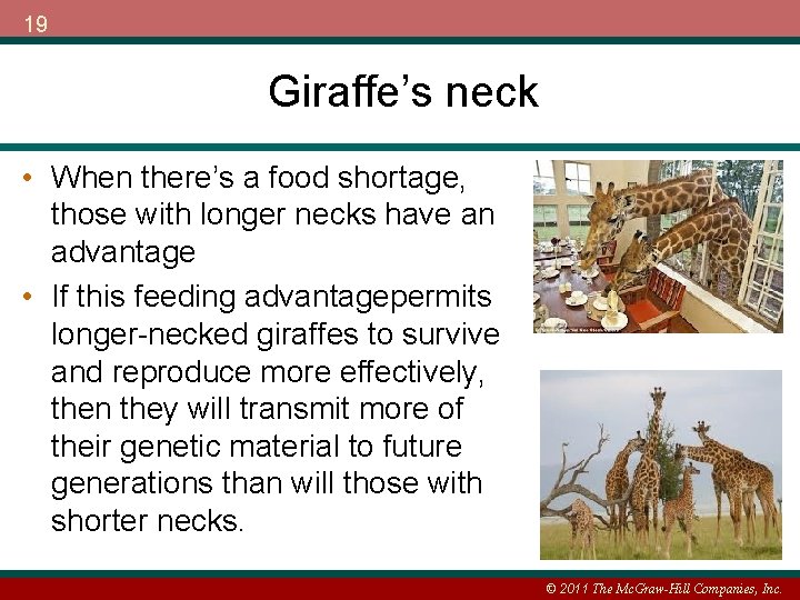 19 Giraffe’s neck • When there’s a food shortage, those with longer necks have