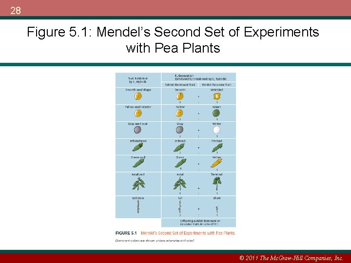 28 Figure 5. 1: Mendel’s Second Set of Experiments with Pea Plants © 2011