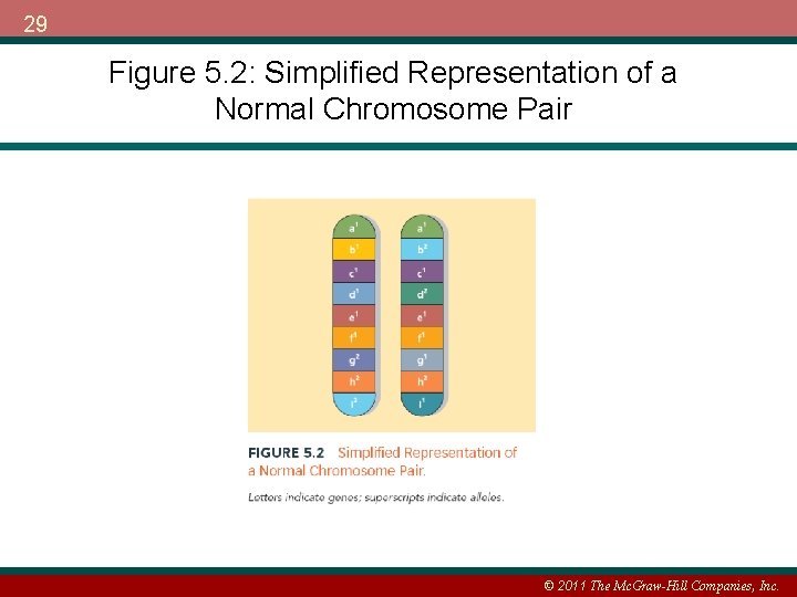 29 Figure 5. 2: Simplified Representation of a Normal Chromosome Pair © 2011 The
