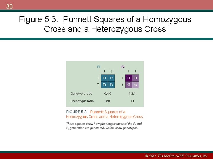 30 Figure 5. 3: Punnett Squares of a Homozygous Cross and a Heterozygous Cross