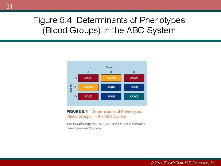 31 Figure 5. 4: Determinants of Phenotypes (Blood Groups) in the ABO System ©