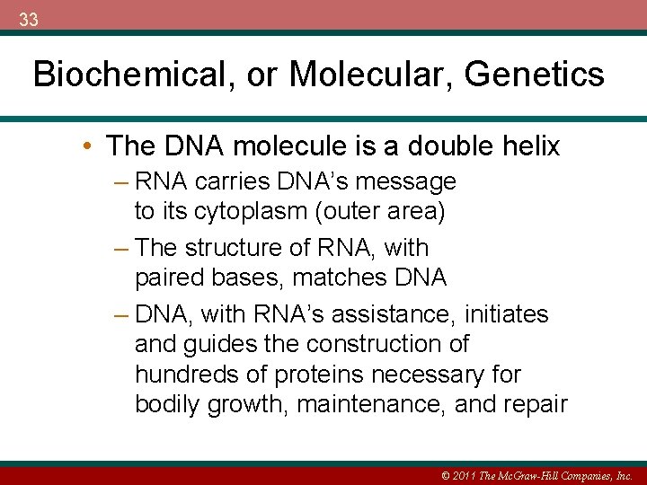 33 Biochemical, or Molecular, Genetics • The DNA molecule is a double helix –