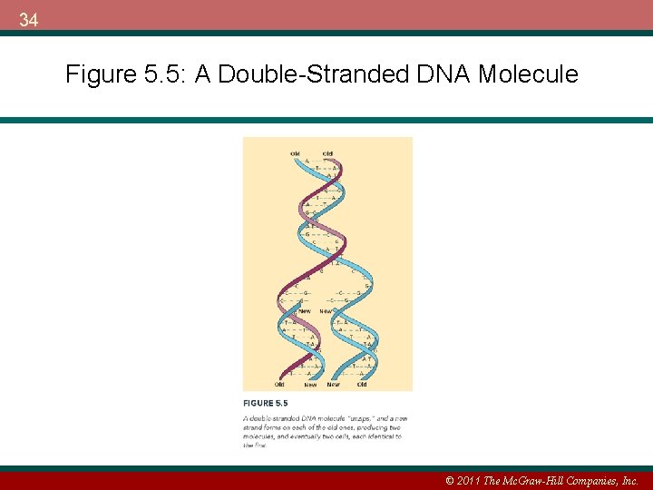 34 Figure 5. 5: A Double-Stranded DNA Molecule © 2011 The Mc. Graw-Hill Companies,