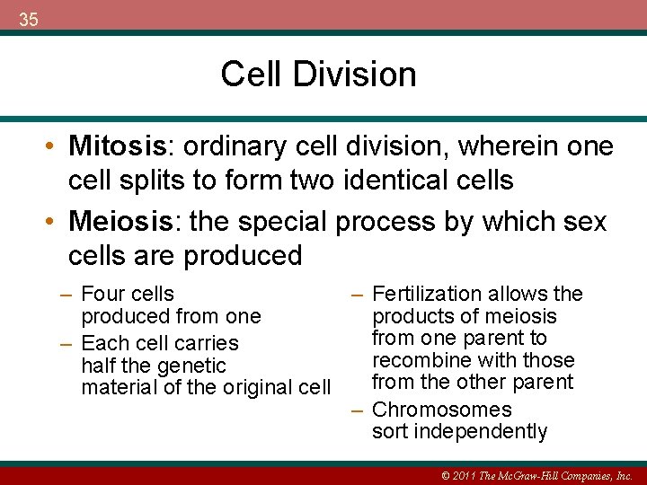 35 Cell Division • Mitosis: ordinary cell division, wherein one cell splits to form