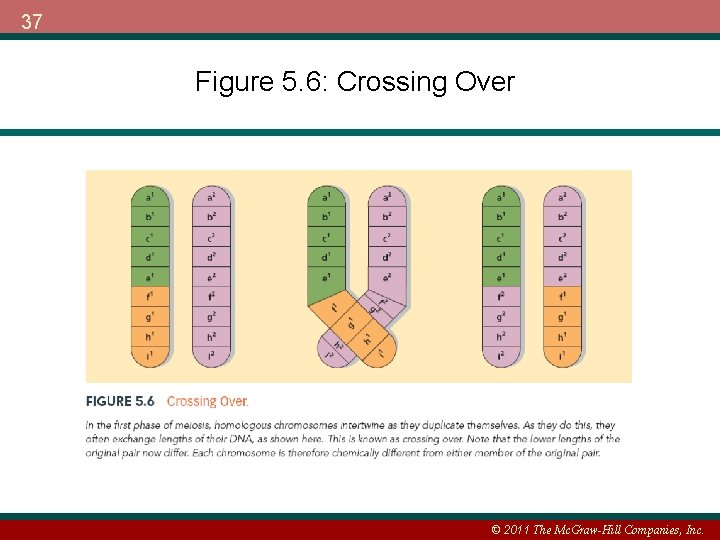 37 Figure 5. 6: Crossing Over © 2011 The Mc. Graw-Hill Companies, Inc. 