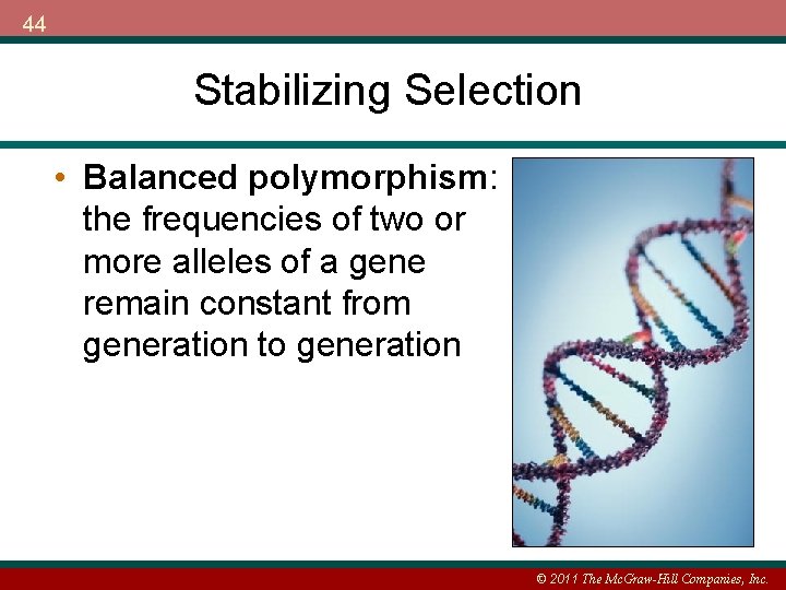 44 Stabilizing Selection • Balanced polymorphism: the frequencies of two or more alleles of