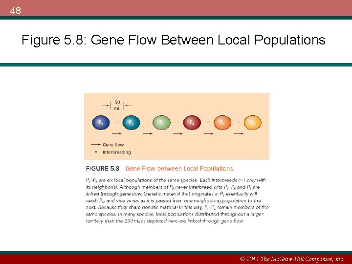48 Figure 5. 8: Gene Flow Between Local Populations © 2011 The Mc. Graw-Hill