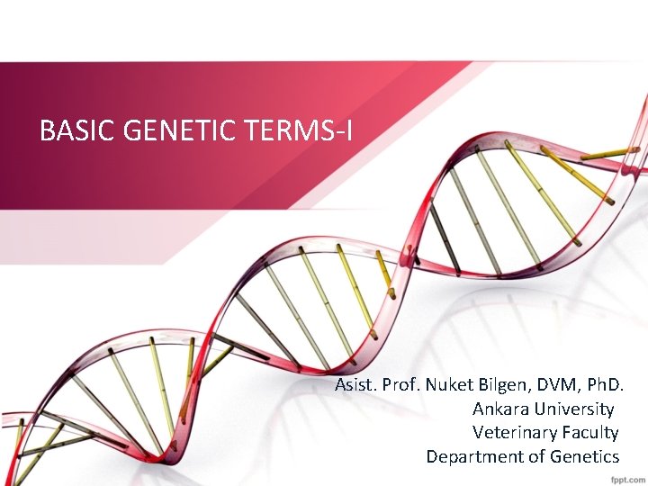 BASIC GENETIC TERMS-I Asist. Prof. Nuket Bilgen, DVM, Ph. D. Ankara University Veterinary Faculty