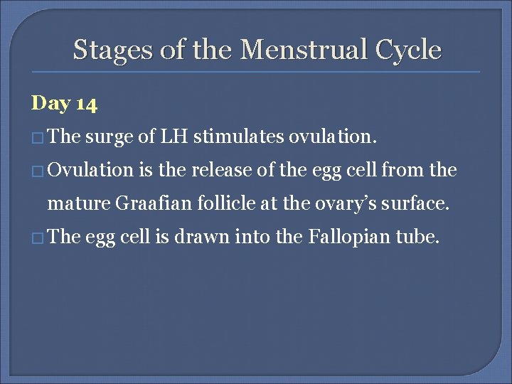 Stages of the Menstrual Cycle Day 14 � The surge of LH stimulates ovulation.