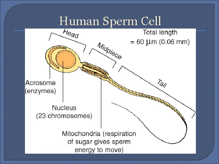 Human Sperm Cell 