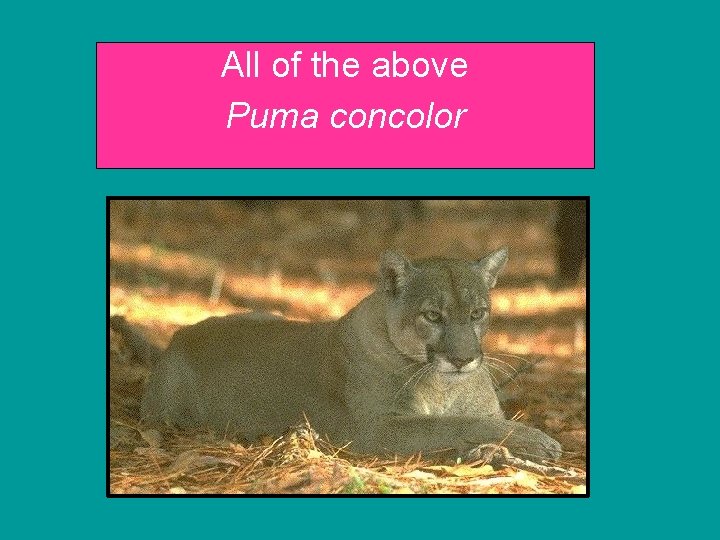 All of the above Puma concolor 