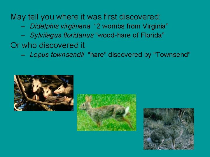 May tell you where it was first discovered: – Didelphis virginiana “ 2 wombs