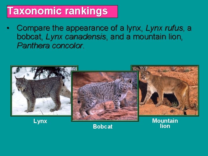 Taxonomic rankings • Compare the appearance of a lynx, Lynx rufus, a bobcat, Lynx